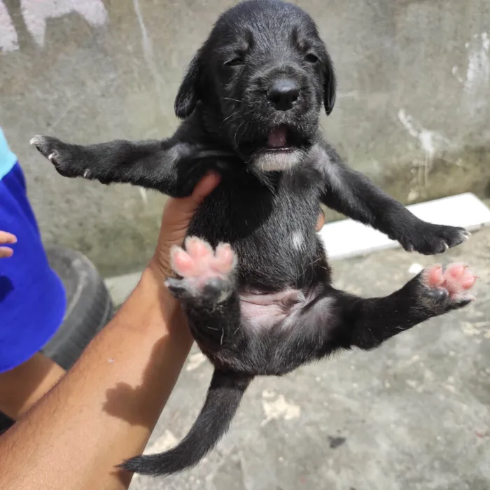 Cachorro ra a Vira lata  idade Abaixo de 2 meses nome Filhotinho