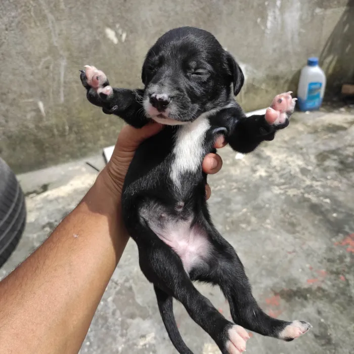 Cachorro ra a Vira lata  idade Abaixo de 2 meses nome Filhotinho