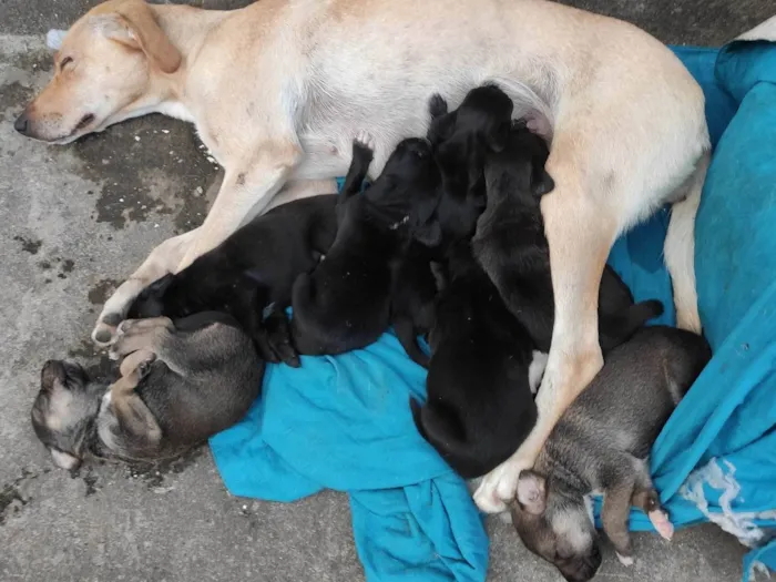 Cachorro ra a Vira lata  idade Abaixo de 2 meses nome Filhotinho