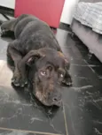 Cachorro raça Pitbull idade 7 a 11 meses nome Zara