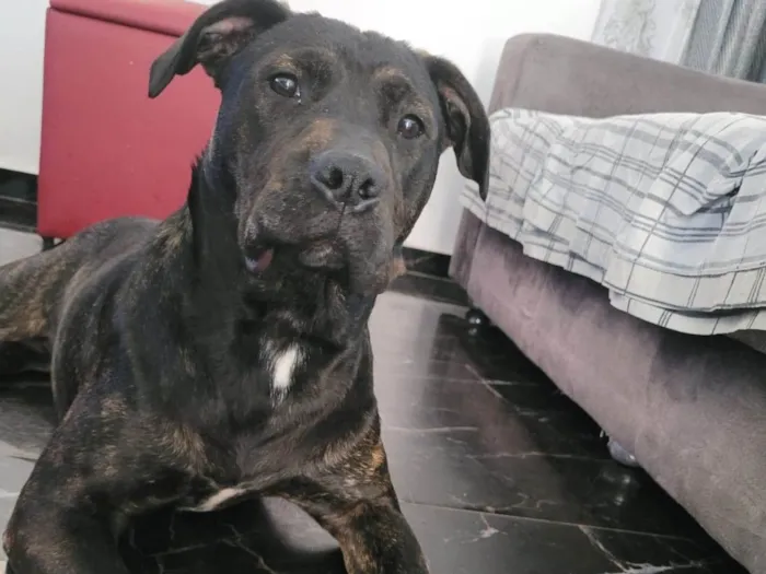 Cachorro raça Pitbull idade 7 a 11 meses nome Zara