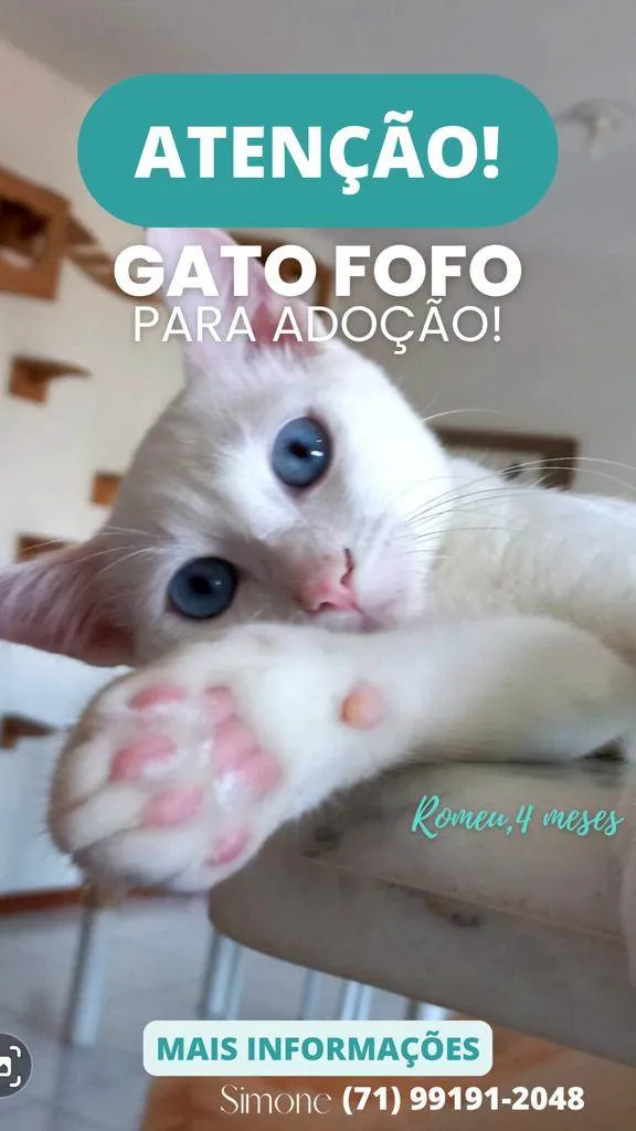 Gato raça SRD-ViraLata idade 2 a 6 meses nome Romeu