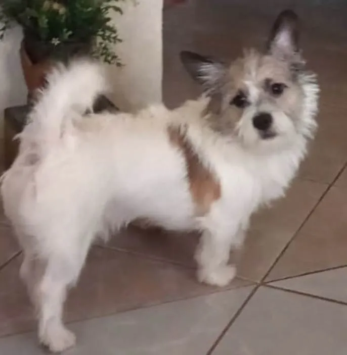 Cachorro ra a Lucky idade 7 a 11 meses nome Luke 