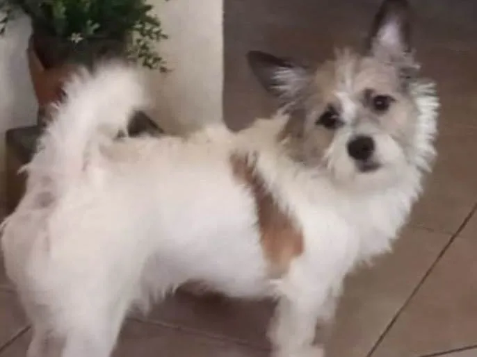 Cachorro ra a Lucky idade 7 a 11 meses nome Luke 