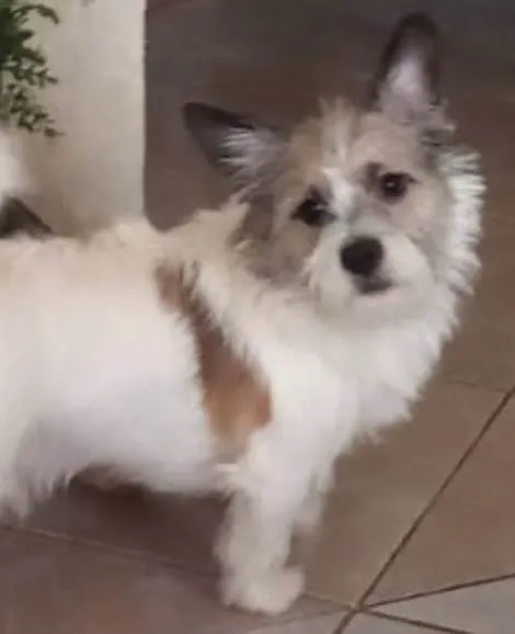 Cachorro ra a Lucky idade 7 a 11 meses nome Luke 