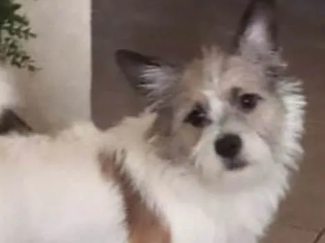 Cachorro ra a Lucky idade 7 a 11 meses nome Luke 