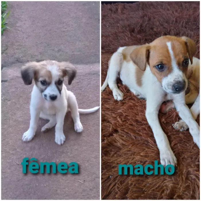 Cachorro ra a SRD-ViraLata idade 2 a 6 meses nome Channel , Laila , Bino , Cleitão