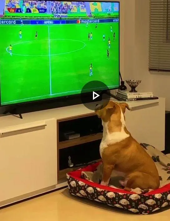 Cachorro ra a SRD-ViraLata idade 2 anos nome Toni