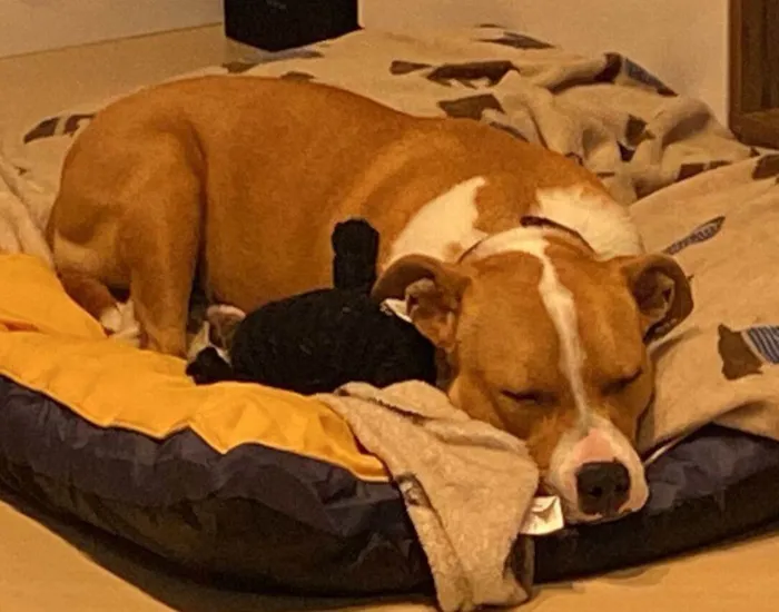 Cachorro ra a SRD-ViraLata idade 2 anos nome Toni