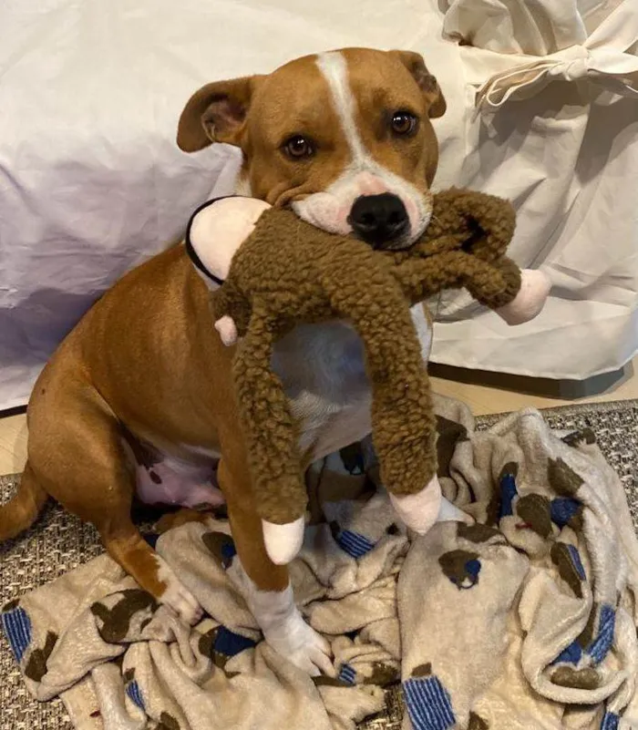 Cachorro ra a SRD-ViraLata idade 2 anos nome Toni
