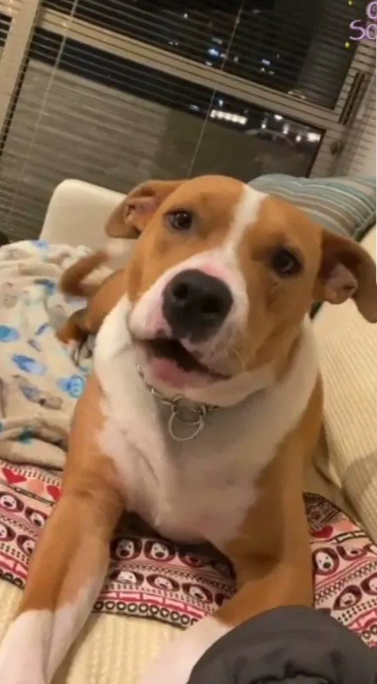 Cachorro ra a SRD-ViraLata idade 2 anos nome Toni