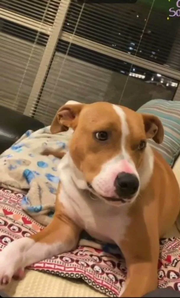 Cachorro ra a SRD-ViraLata idade 2 anos nome Toni