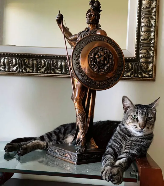 Gato ra a SRD-ViraLata idade 2 a 6 meses nome Tonny