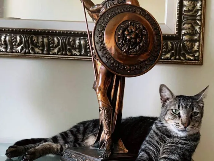 Gato ra a SRD-ViraLata idade 2 a 6 meses nome Tonny
