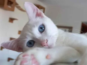 Gato raça SRD-ViraLata idade 2 a 6 meses nome Romeu