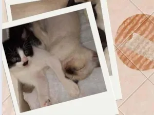 Gato raça  idade Abaixo de 2 meses nome Sem nome