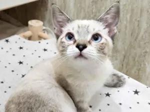 Gato raça SRD-ViraLata idade 2 a 6 meses nome LEO MIX