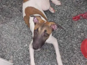 Cachorro raça SRD-ViraLata idade 7 a 11 meses nome Appa