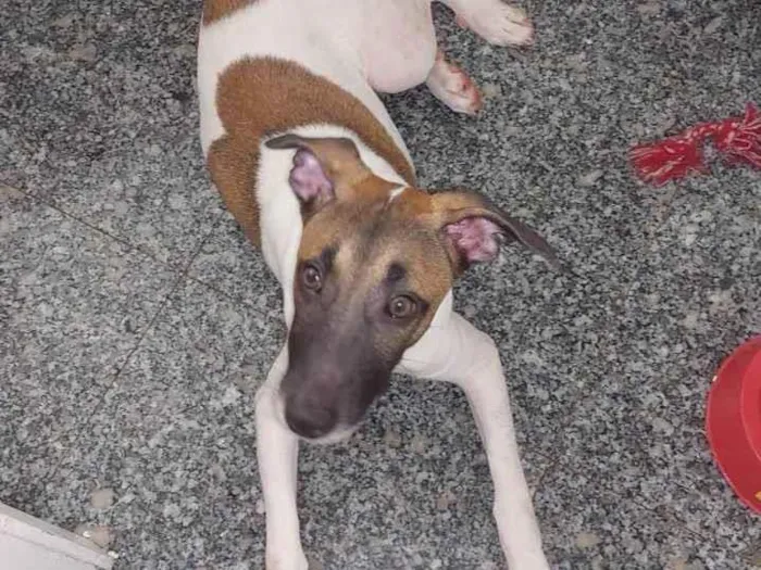 Cachorro ra a SRD-ViraLata idade 7 a 11 meses nome Appa