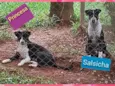 Princesa e Salsicha