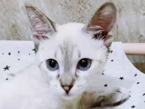 Gato raça SRD-ViraLata idade 2 a 6 meses nome LICO MIX
