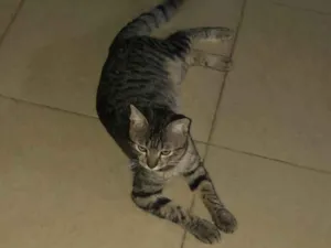Gato raça SRD-ViraLata idade 7 a 11 meses nome GRATIFICA - Miau 