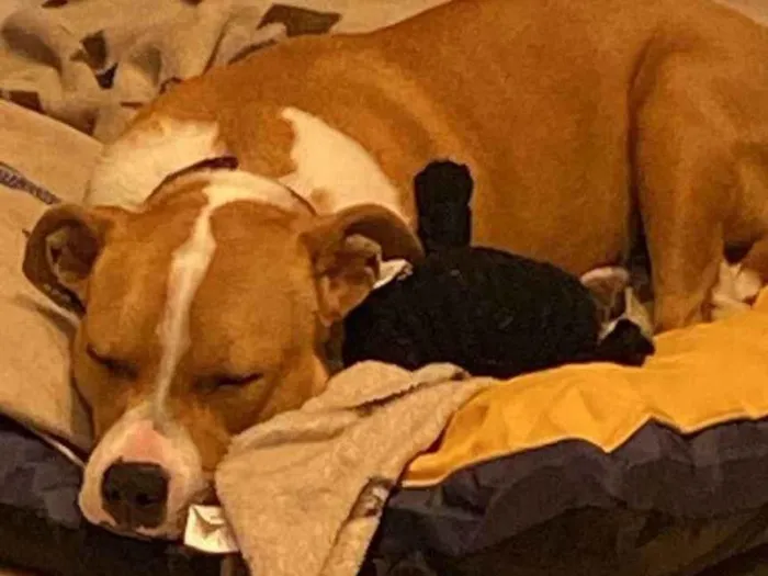 Cachorro ra a SRD-ViraLata idade 2 anos nome Toni
