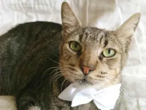 Gato raça SRD-ViraLata idade 2 a 6 meses nome Tonny