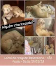 Cachorro raça SRD-ViraLata idade 7 a 11 meses nome Carmela