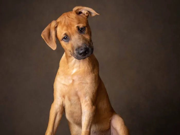 Cachorro ra a SRD idade Abaixo de 2 meses nome Castanha