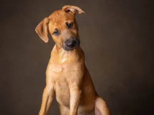 Cachorro raça SRD idade Abaixo de 2 meses nome Castanha