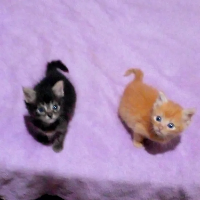 Gato raça SRD-ViraLata idade Abaixo de 2 meses nome Amy/ Dom