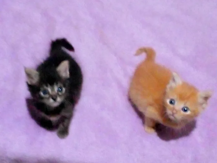 Gato raça SRD-ViraLata idade Abaixo de 2 meses nome Amy/ Dom