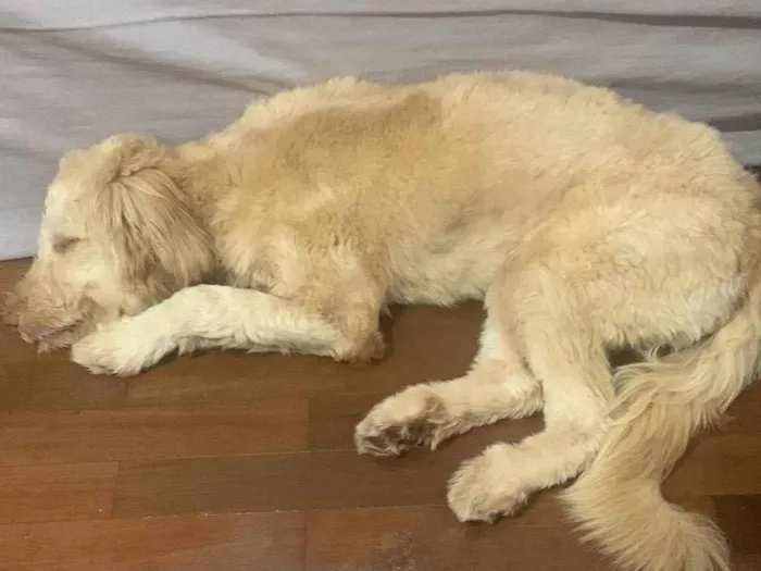 Cachorro raça SRD-ViraLata idade 7 a 11 meses nome Carmela