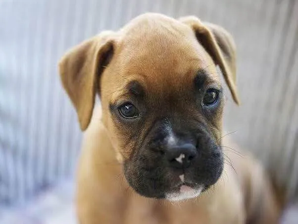 Cachorro raça SRD-ViraLata idade 2 a 6 meses nome Chico