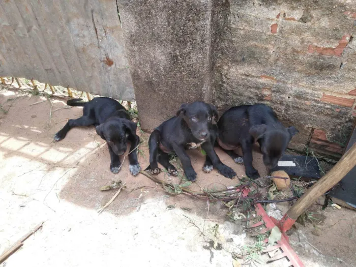 Cachorro ra a SRD-ViraLata idade 2 a 6 meses nome sem nome