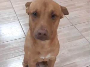 Cachorro raça Pitbul mestico  idade 2 anos nome Daylon