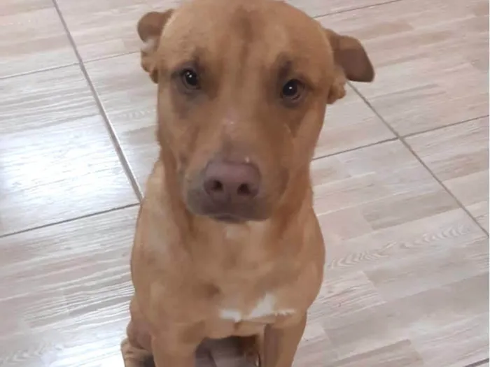 Cachorro ra a Pitbul mestico  idade 2 anos nome Daylon