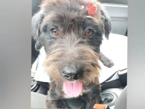 Cachorro raça SRD-ViraLata idade 2 a 6 meses nome Manuzinha