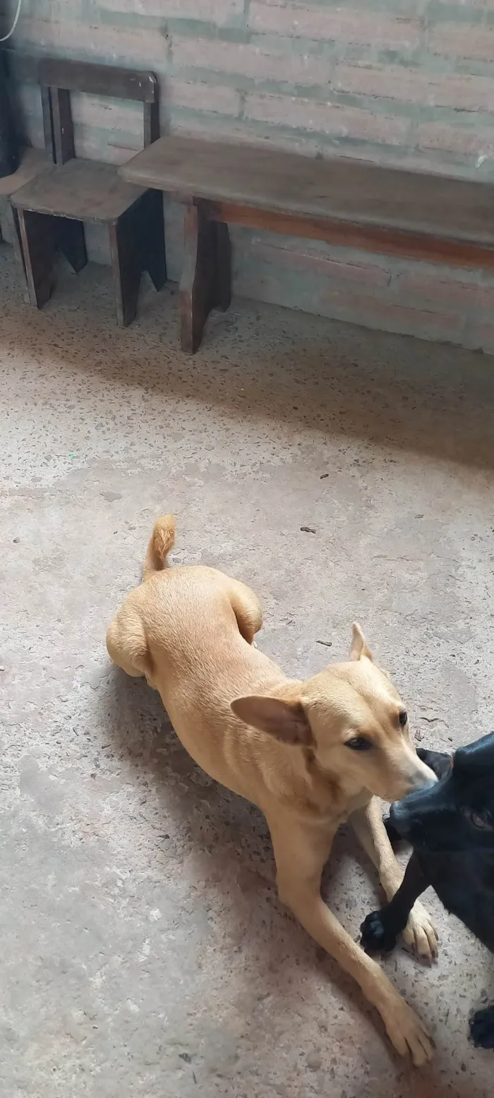 Cachorro ra a SRD-ViraLata idade 5 anos nome Raposa 