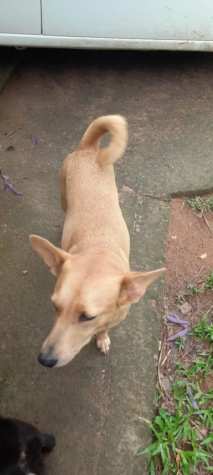 Cachorro ra a SRD-ViraLata idade 5 anos nome Raposa 