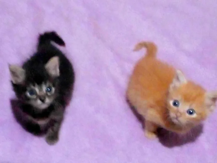 Gato raça SRD-ViraLata idade Abaixo de 2 meses nome Amy/ Dom