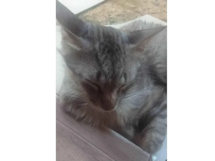 Gato ra a N sem raça idade 2 anos nome Samba 