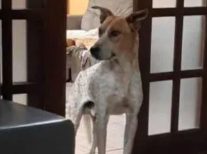 Cachorro raça Pintado  idade 4 anos nome Xirium 