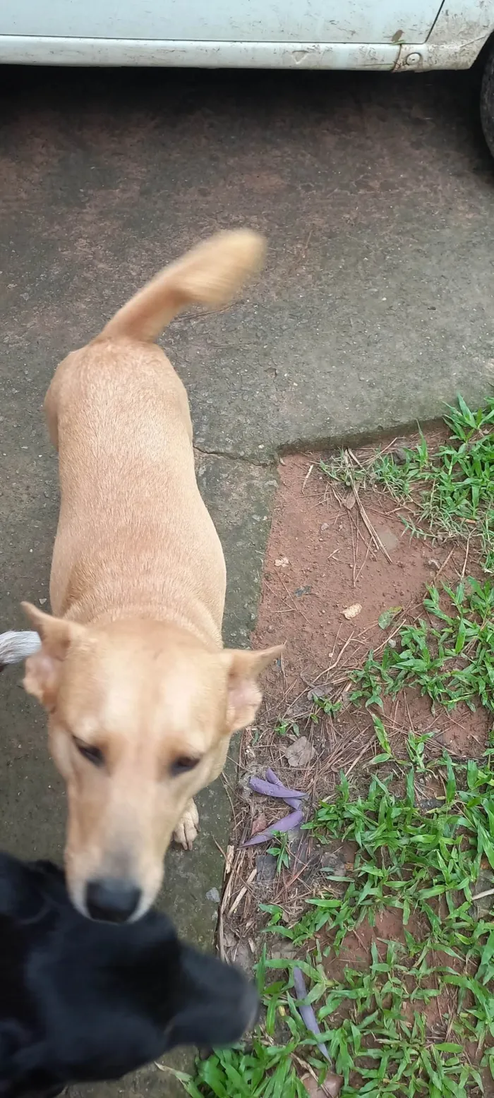 Cachorro ra a SRD-ViraLata idade 5 anos nome Raposa 