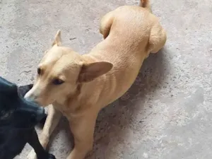 Cachorro raça SRD-ViraLata idade 5 anos nome Raposa 