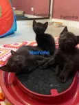 Polaca