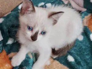 Gato raça Srd idade Abaixo de 2 meses nome Bela e Beto