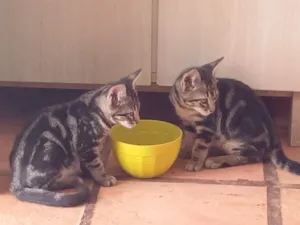 Gato raça Srd idade 2 a 6 meses nome Eduardo e Mônica 