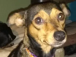 Cachorro raça SRD  idade 2 anos nome CACÁ 